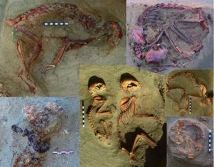 Ancient Pet Cemetery showing skeletal remains of pets