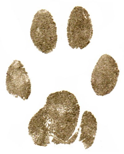 paper paw print from cat digitally cleaned