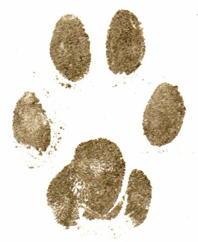 Paper paw print from cat