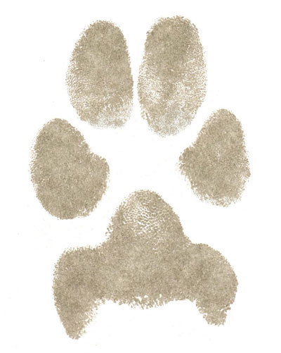 Paper paw print from dog digitally cleaned