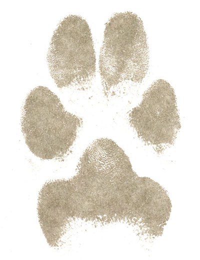 Paper paw prints paw impressions for pets before cremation