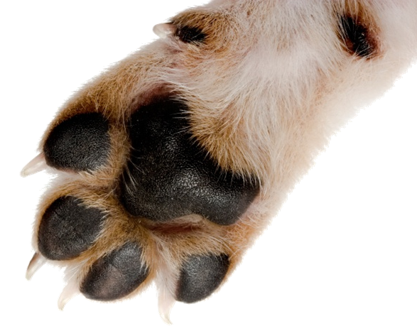 picture of paw