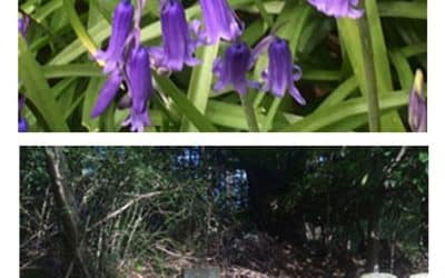 Bluebells in Chestnut Lodge Pet Cemetery