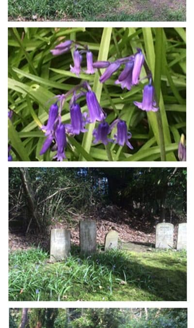 Bluebells in Chestnut Lodge Pet Cemetery