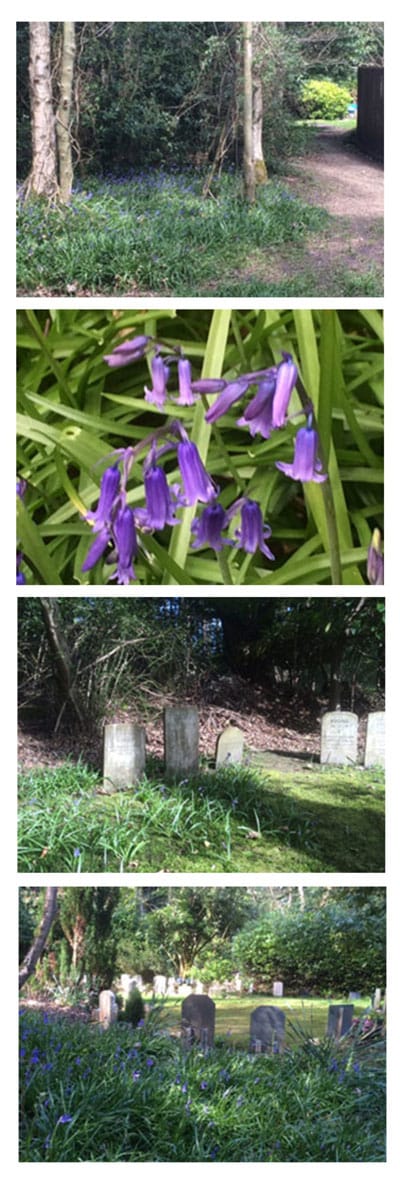 Bluebells in Chestnut Lodge Pet Cemetery