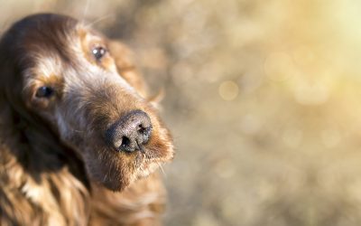 Pet Cremation through a Vet Surgery