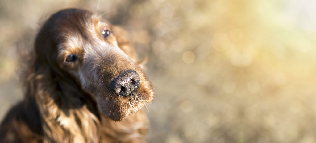 Elderly Dog looking at camera