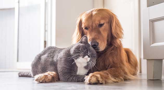 Cat and Dog cuddled together