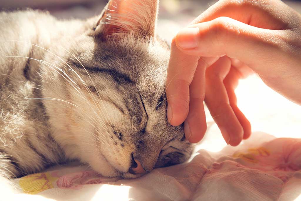 Humanity in Pet Funerals