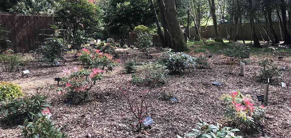 green burial area of london pet cemetery