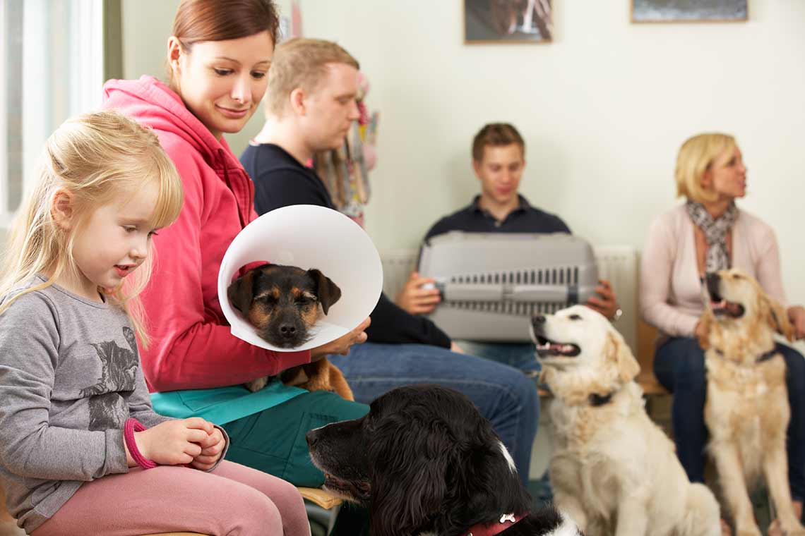 veterinary surgery with pets in waiting room